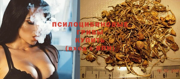 прущие грибы Баксан